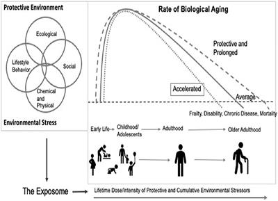 Integrating Environment and Aging Research: Opportunities for Synergy and Acceleration